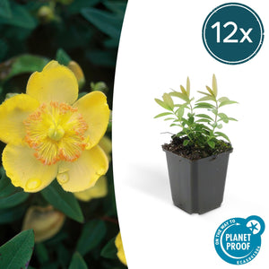 Hypericum Calycinum - 20cm