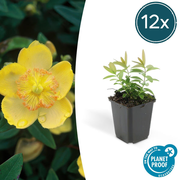 Hypericum Calycinum - 20cm