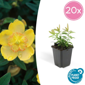 Hypericum Calycinum - 20cm