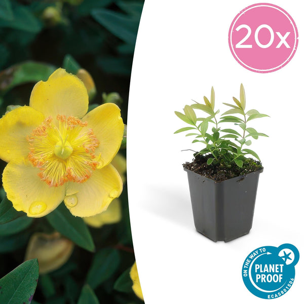 Hypericum Calycinum - 20cm