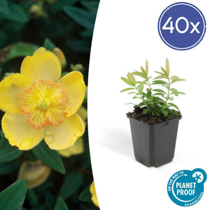 Hypericum Calycinum - 20cm