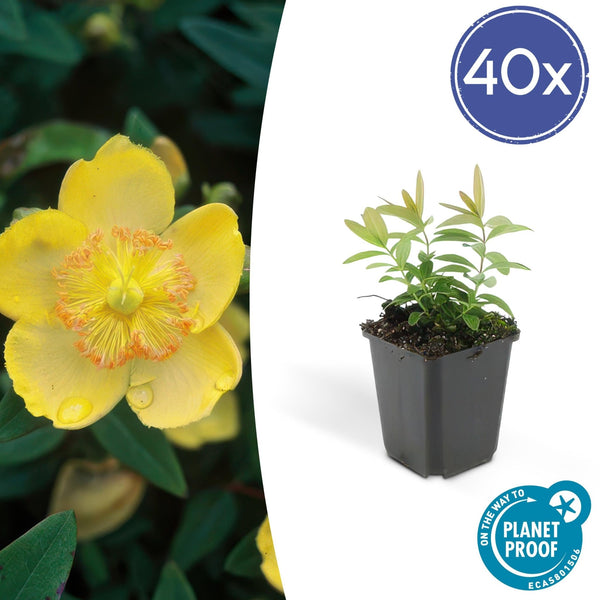 Hypericum Calycinum - 20cm