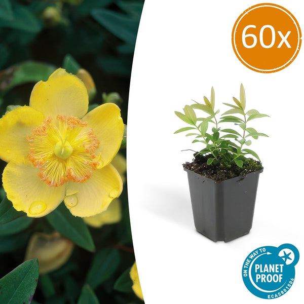 Hypericum Calycinum - 20cm