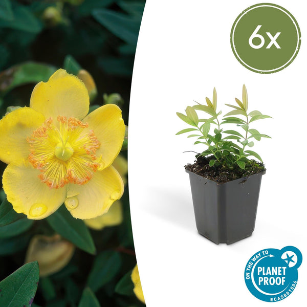Hypericum Calycinum - 20cm kopen bij Green Bubble