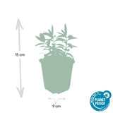 Product afbeelding 3