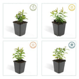 Product afbeelding 4
