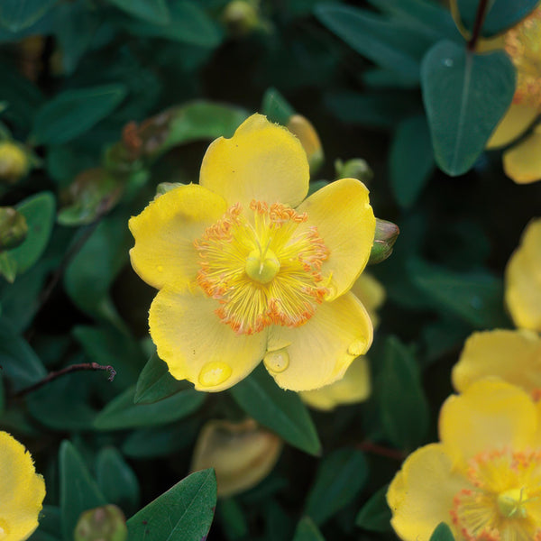 Hypericum Calycinum - 20cm