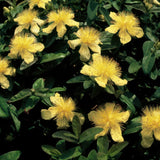 Product afbeelding 6