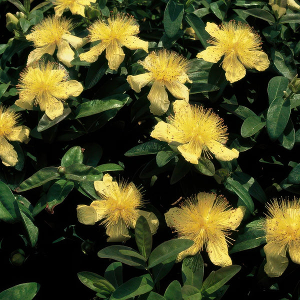 Hypericum Calycinum - 20cm