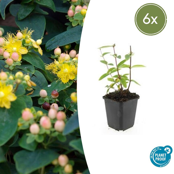 Hypericum Inodorum 'Annebel' - 20cm kopen bij Green Bubble