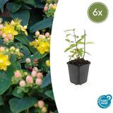 Product afbeelding 1