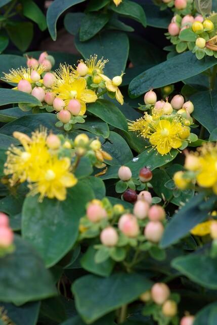 Hypericum Inodorum 'Annebel' - 20cm kopen bij Green Bubble