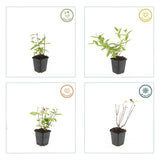 Product afbeelding 5