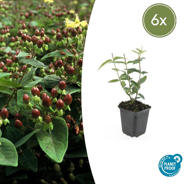 Hypericum Inodorum - 20cm kopen bij Green Bubble