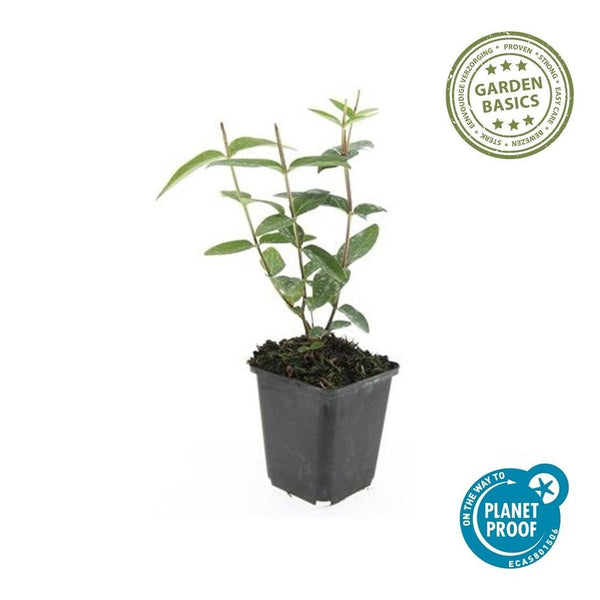 Hypericum Inodorum - 20cm kopen bij Green Bubble