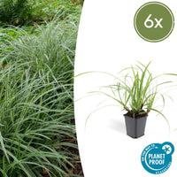 Carex morrowii 'Ice Dance' - 20cm