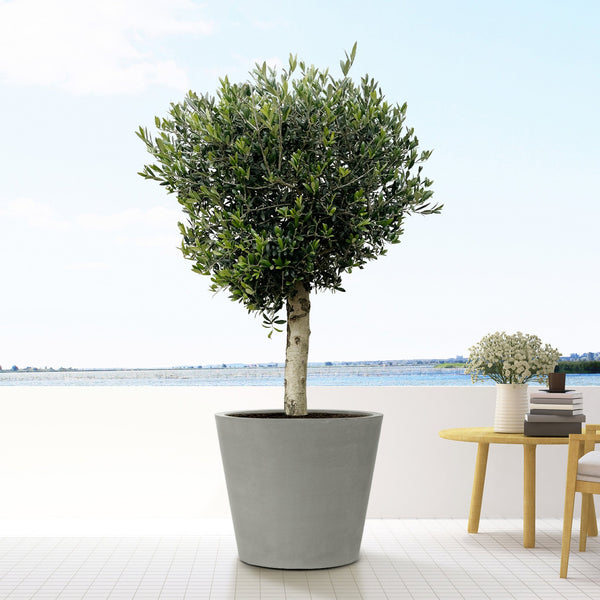 Olive tree Olea Europaea Lorc - 180cm / stem circumference 20-30cm