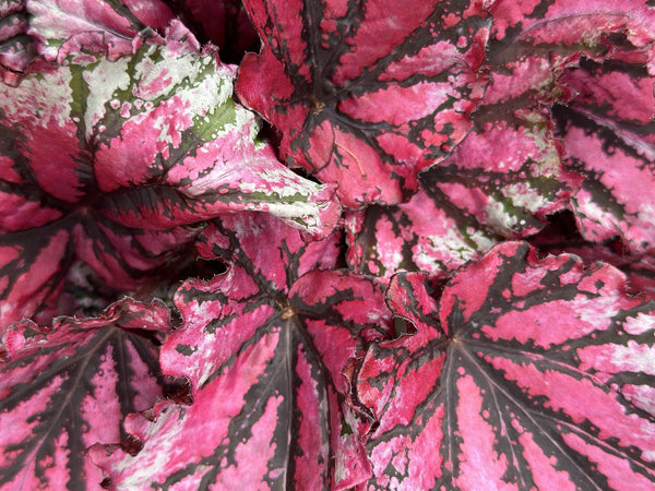 Begonia Rex Lambada - 25cm kopen bij Green Bubble