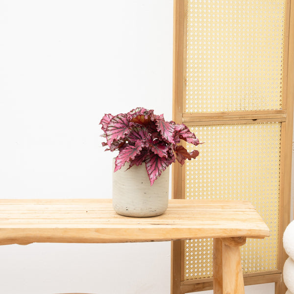 Begonia Rex Lambada - 25cm