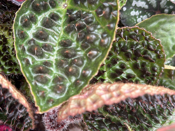 Begonia Rex Ferox - 25cm