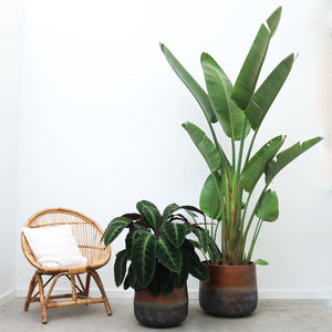 Calathea Warscewiczii - 80 cm