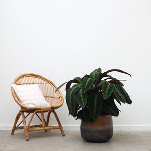 Calathea Warscewiczii - 80 cm