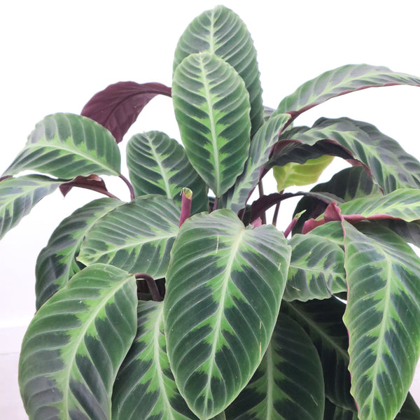 Calathea Warscewiczii - 80 cm