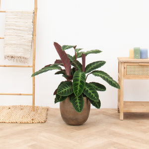 Calathea Warscewiczii - 80 cm