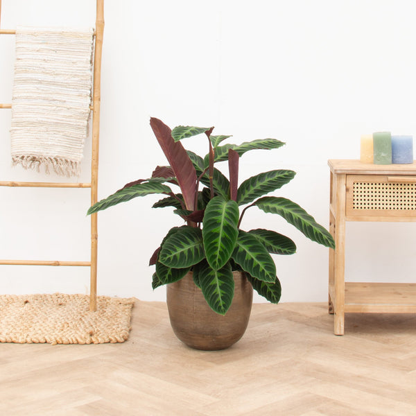 Calathea Warscewiczii | 90cm
