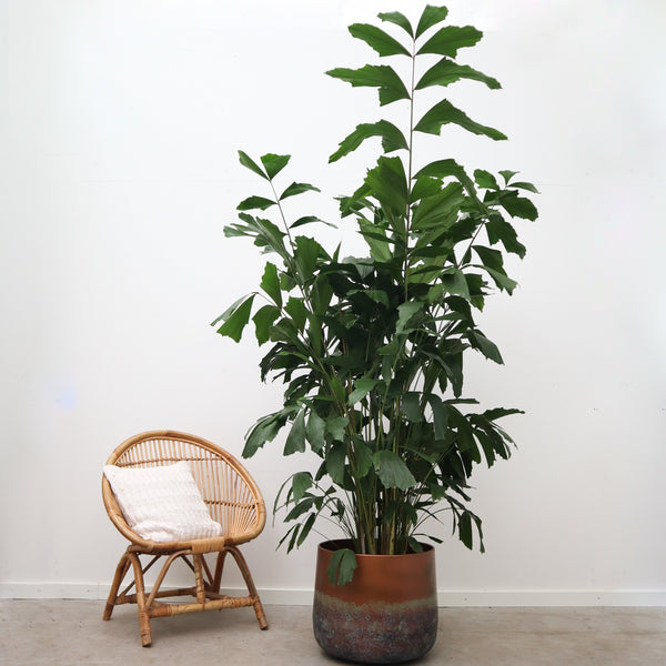 Caryota Mitis - 120 cm kopen bij Green Bubble