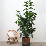 Product afbeelding 2