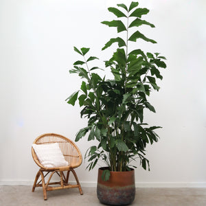 Caryota Mitis - 120cm