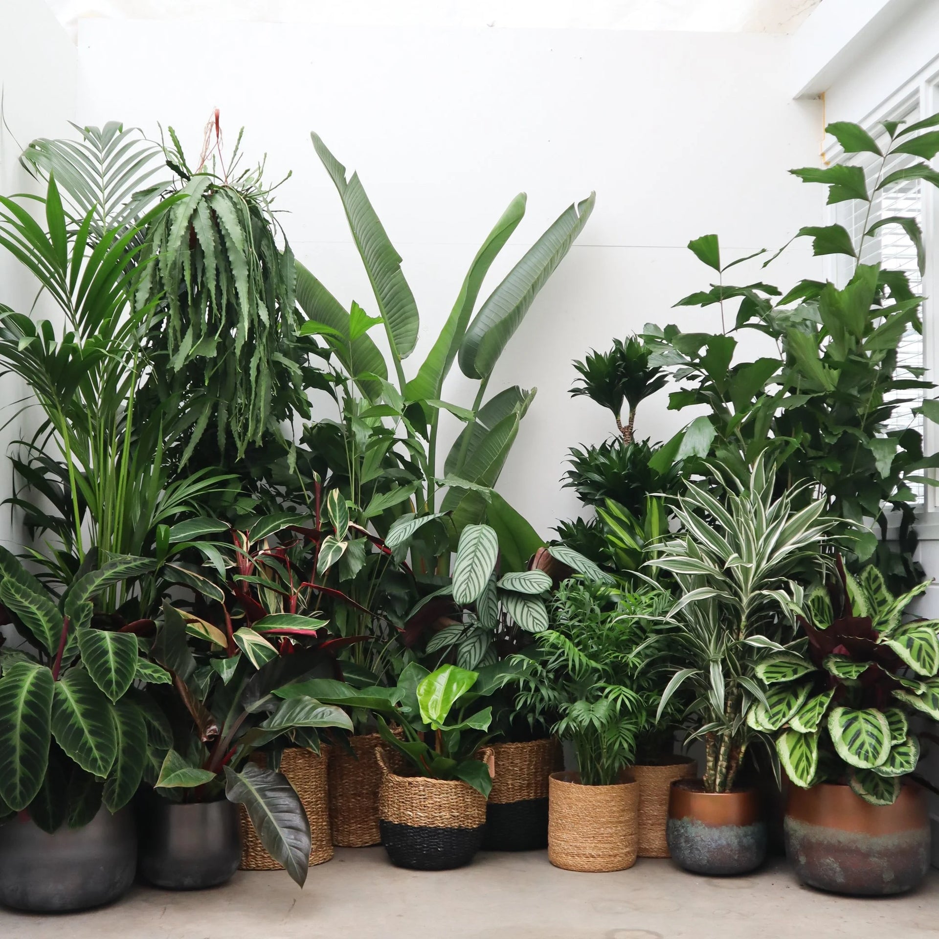 altura plantas indoor Pack sorpresa XL - 5 plantas XL
