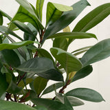 Product afbeelding 2
