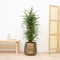 Dracaena Warneckei rozgałęziona - 130cm