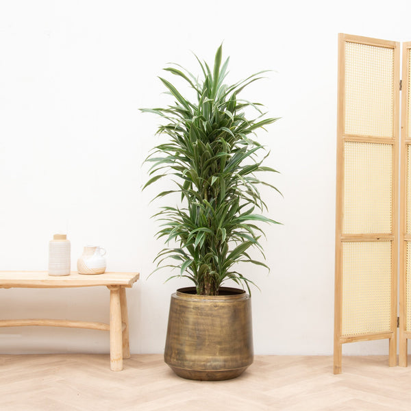 Dracaena Warneckei ramificada - 145cm kopen bij Green Bubble