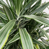 Product afbeelding 2