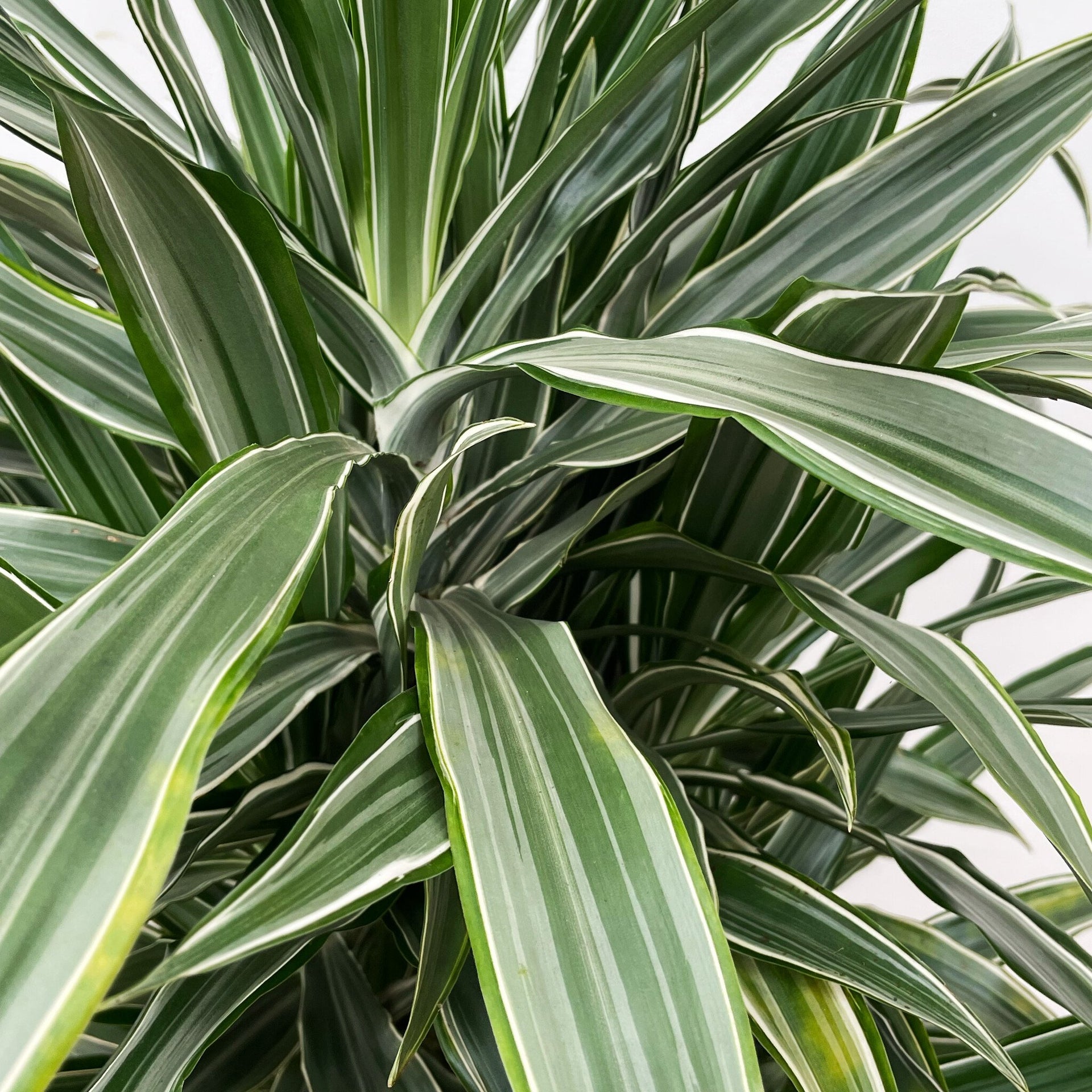 dracaena giftig Dracaena Warneckei vertakt | 145cm