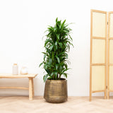 Product afbeelding 1