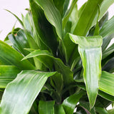Product afbeelding 2