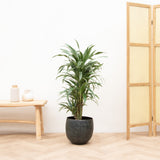 Product afbeelding 1