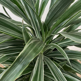 Product afbeelding 2