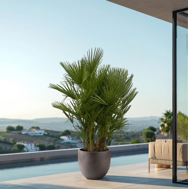 Chamaerops Humilis multi stamm - 220cm kopen bij Green Bubble