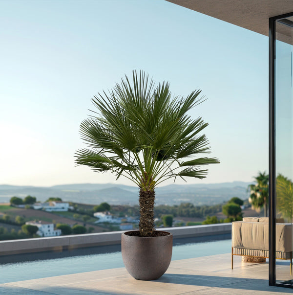 Chamaerops Humilis auf stamm - 170cm kopen bij Green Bubble