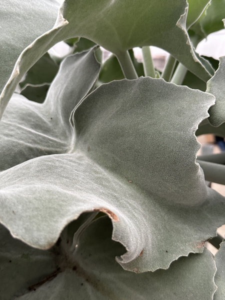 Kalanchoë Beharensis stam - 150 cm