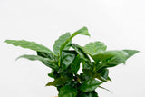 Product afbeelding 4