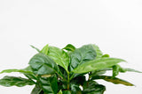 Product afbeelding 5