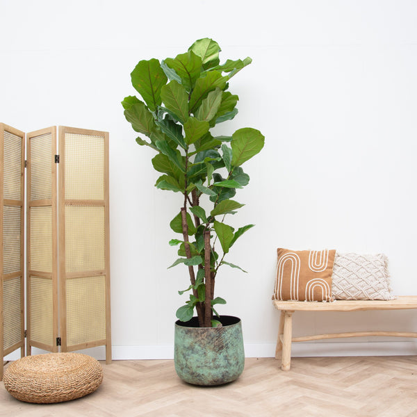 11 planten voor slaapkamer die je helpen heerlijk te slapen 7 Ficus lyrata collectie van Green Bubble