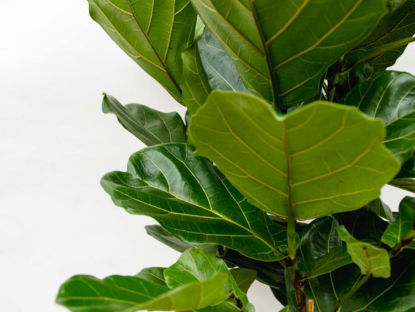 Ficus Lyrata struik XXL - 200cm kopen bij Green Bubble