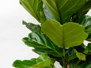 Ficus Lyrata struik XXL - 200cm